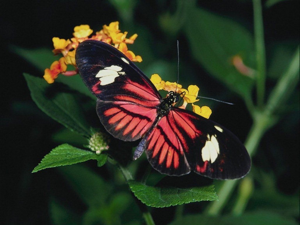 Papillons - 016